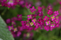 赤い小さな花