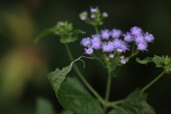 紫夏告薊