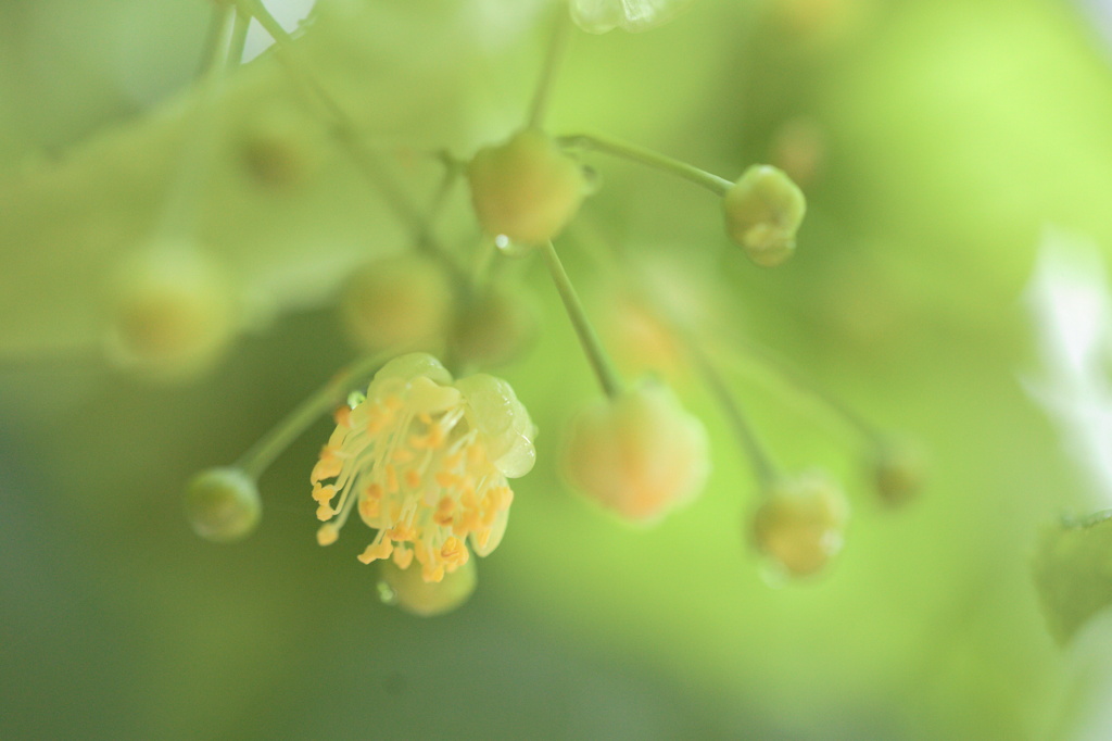 黄色の花