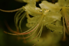 瑞々しく