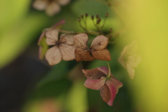 名残花