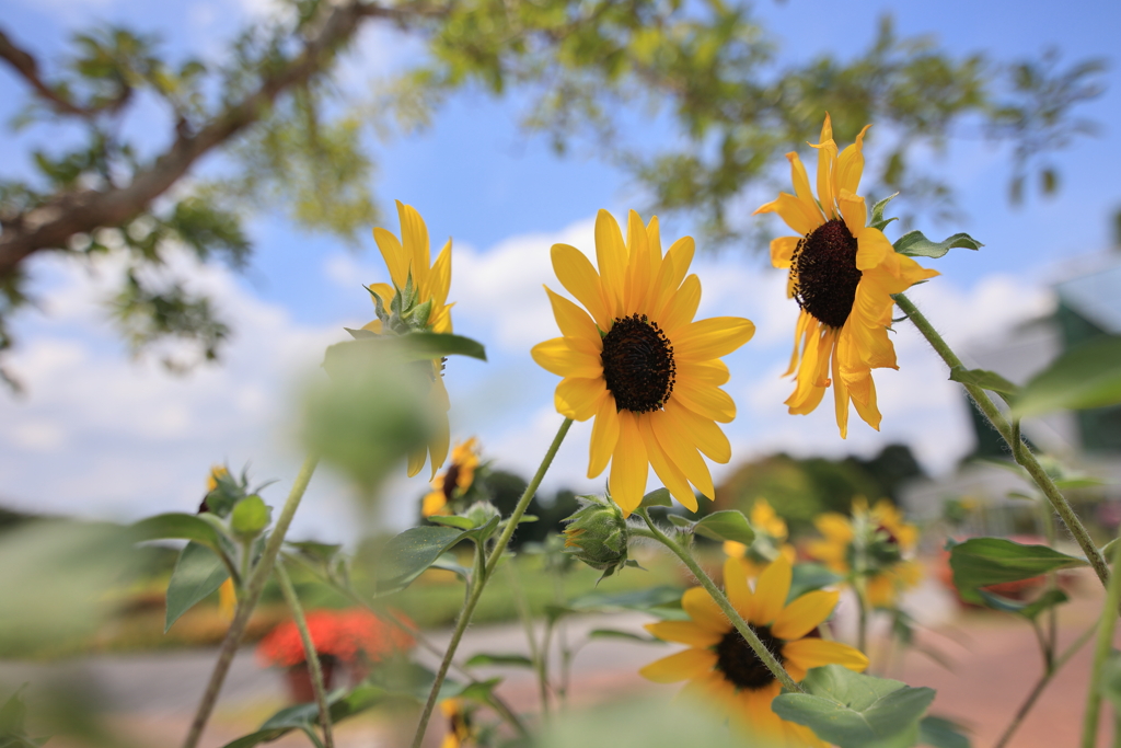 夏
