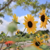 夏