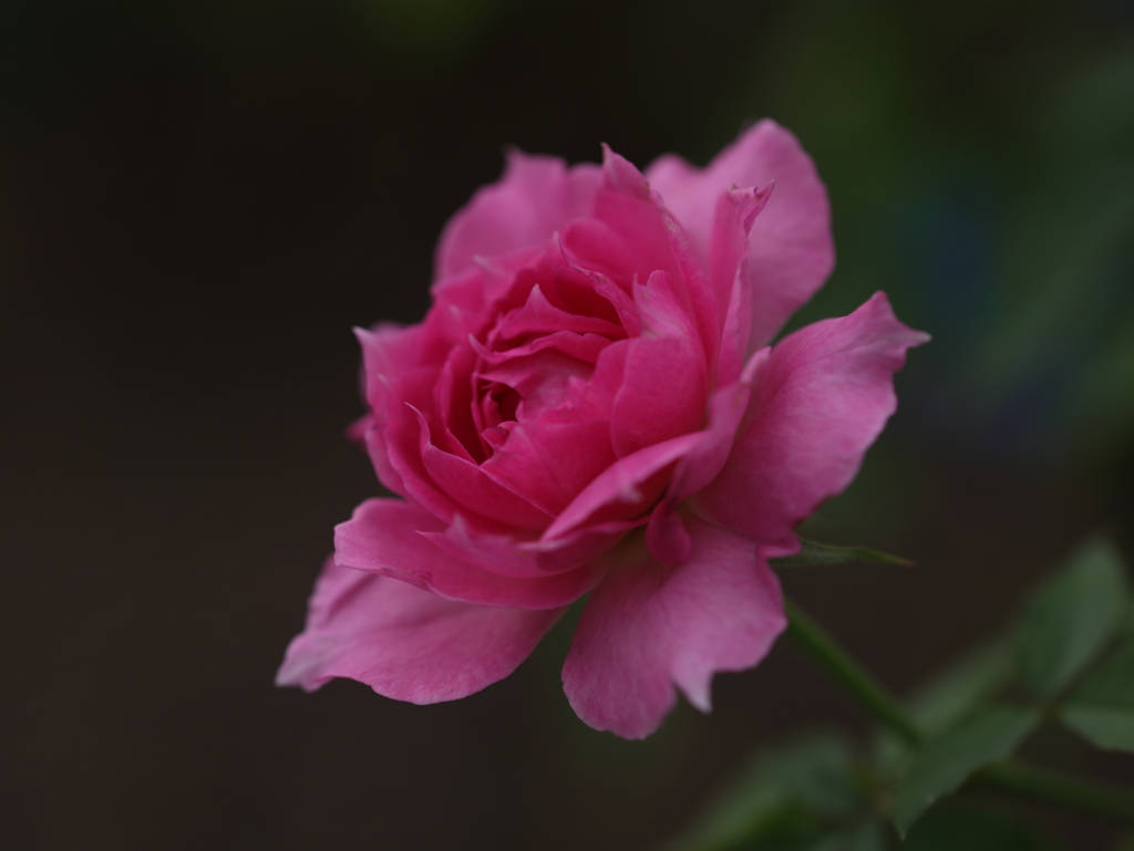 薔薇