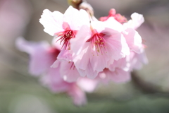 桜咲く頃 ～椿寒桜