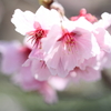 桜咲く頃 ～椿寒桜