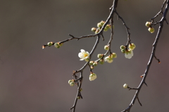 春の陽に煌めいて