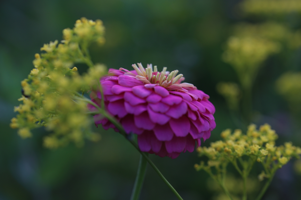 華麗に