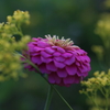 華麗に