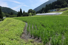 山の田園