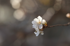 桜はまだか