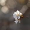 桜はまだか