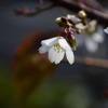 11月の陽