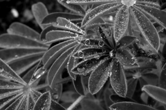 みずたま属 みずたまばな