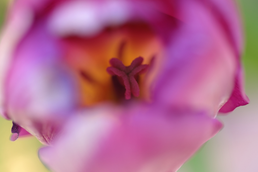 春の芽生え