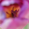 春の芽生え