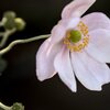 秋明菊