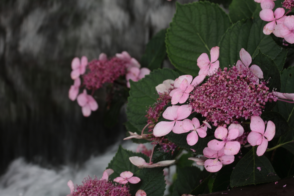 川べりの紫陽花