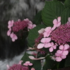 川べりの紫陽花