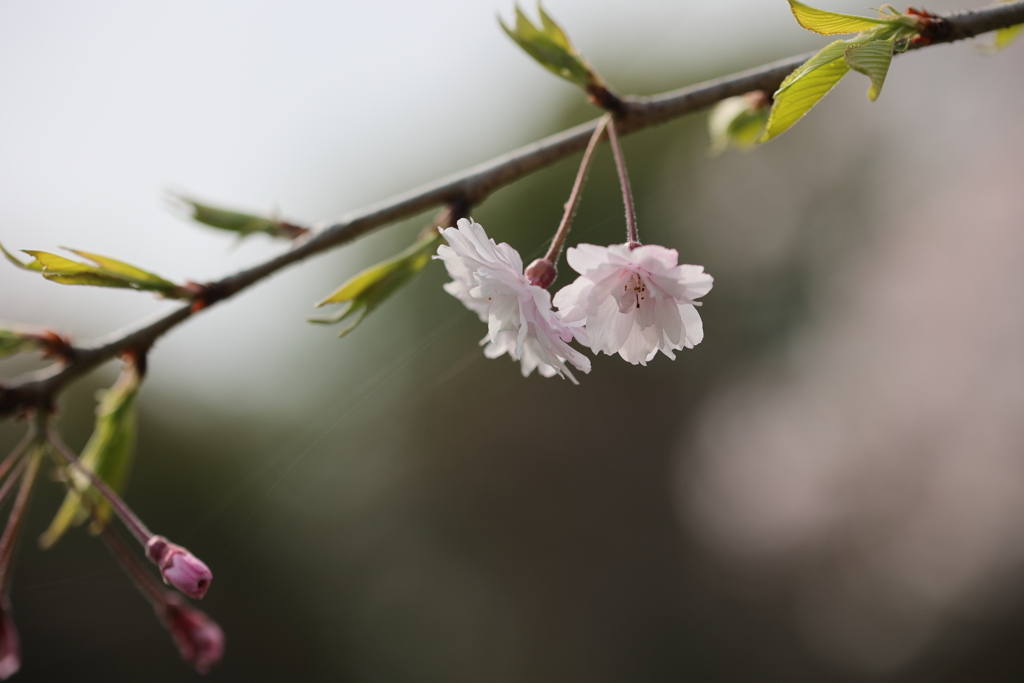 枝垂れ桜