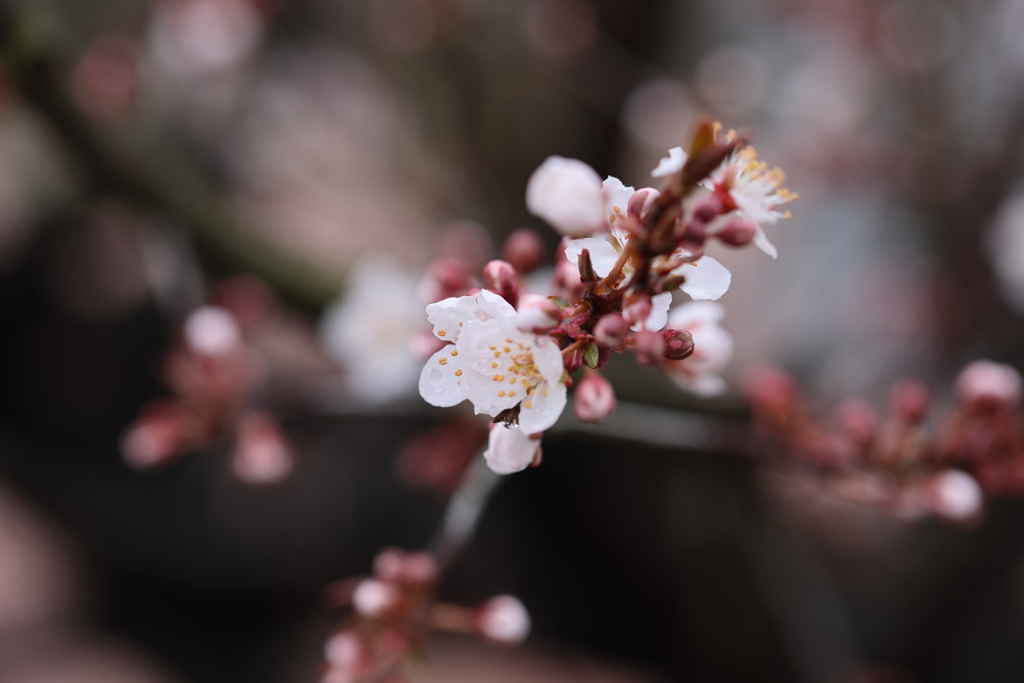 花開く