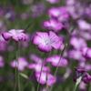 ピンクの花たち