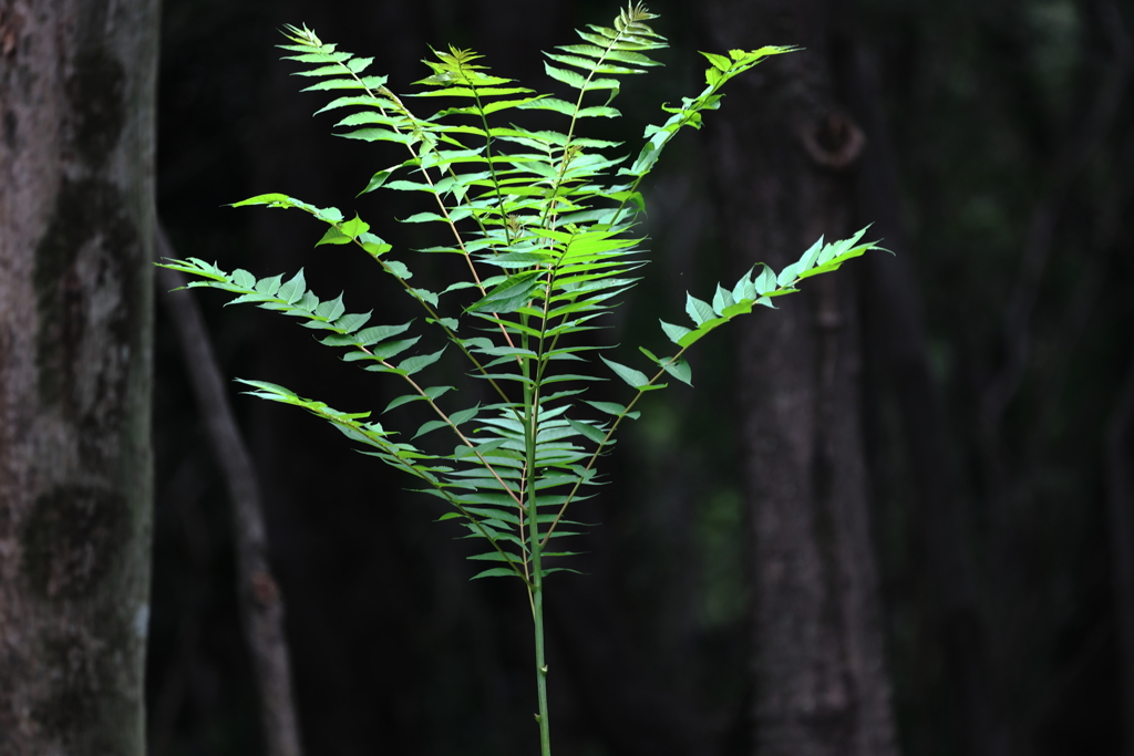 木陰のグリーン