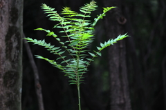 木陰のグリーン