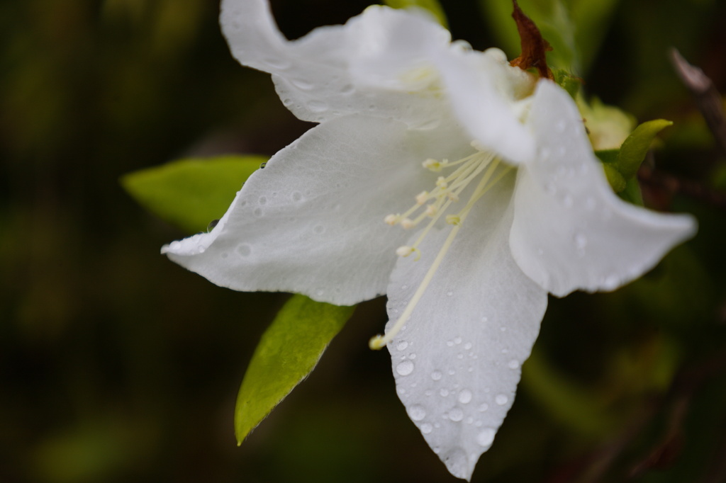 雨