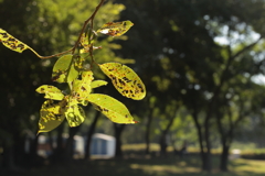 晩夏の陽ざし
