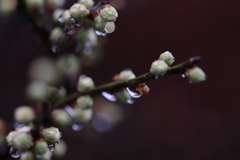 雨