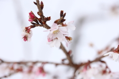 冬桜