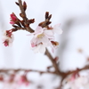 冬桜