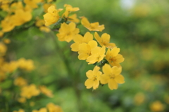 黄色に