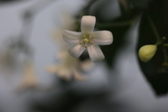 Orange Jasmine