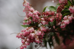 美味しそうな・・・