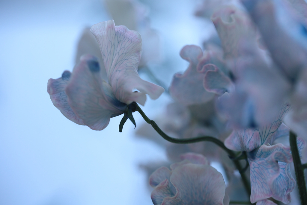 白に青のフリル