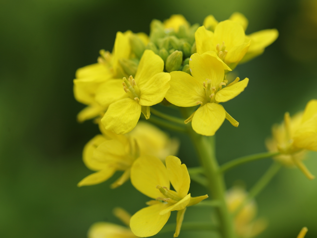 花菜