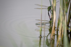 Finding Love in Nature Ⅰ