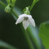 甘長の花