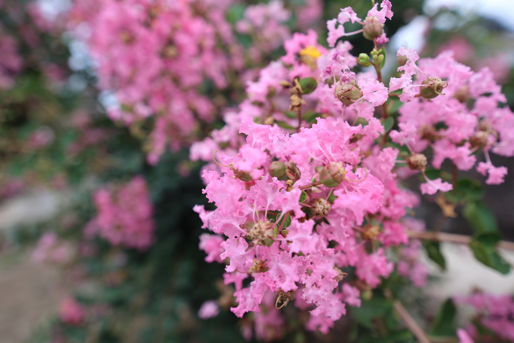 ピンクに染まる