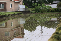 住宅街の水田
