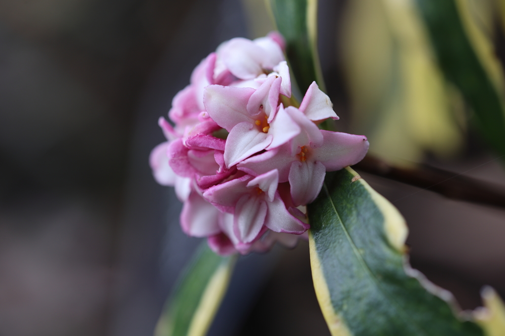 フクリンジンチョウゲ