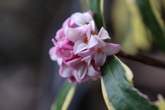 フクリンジンチョウゲ