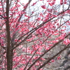 紅梅