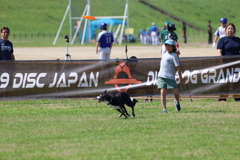 disc dog