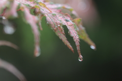 雨