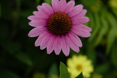 打ち上げ花火