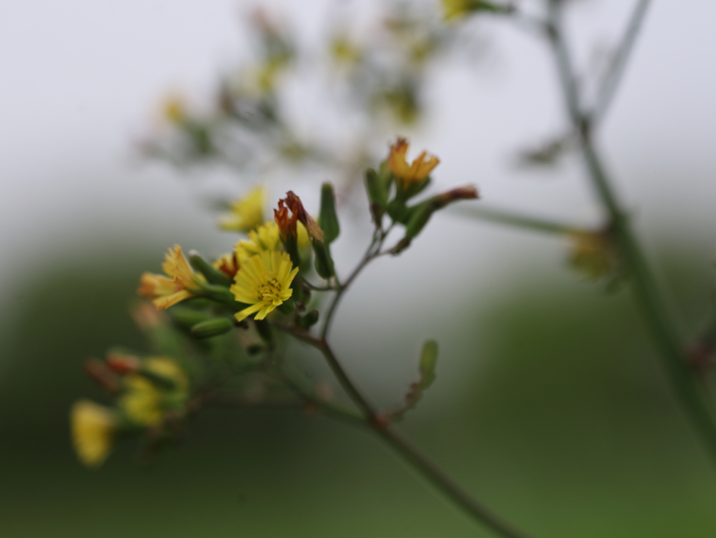 野の花