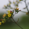 野の花